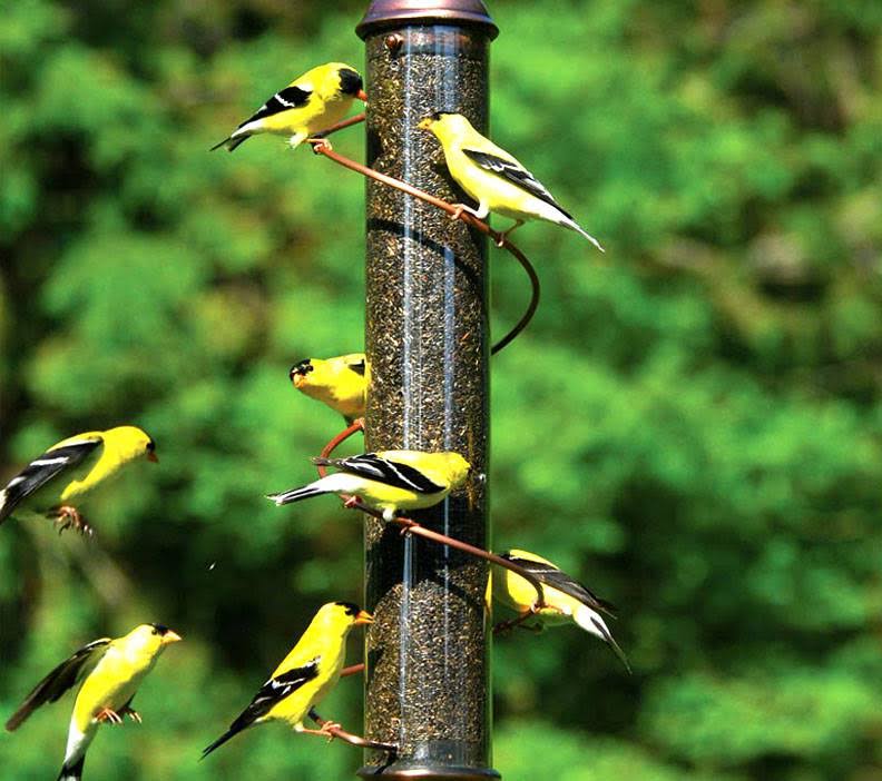 Songbird Essentials 17 inch Copper Spiral Thistle Feeder