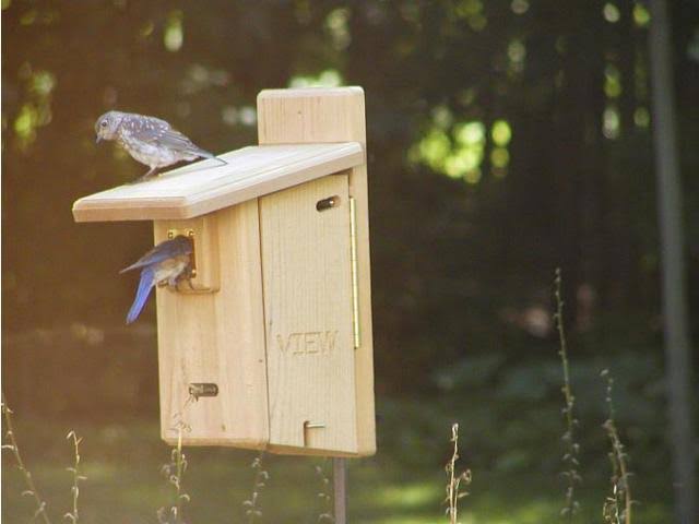 Birds Choice BBULT Ultimate Bluebird House