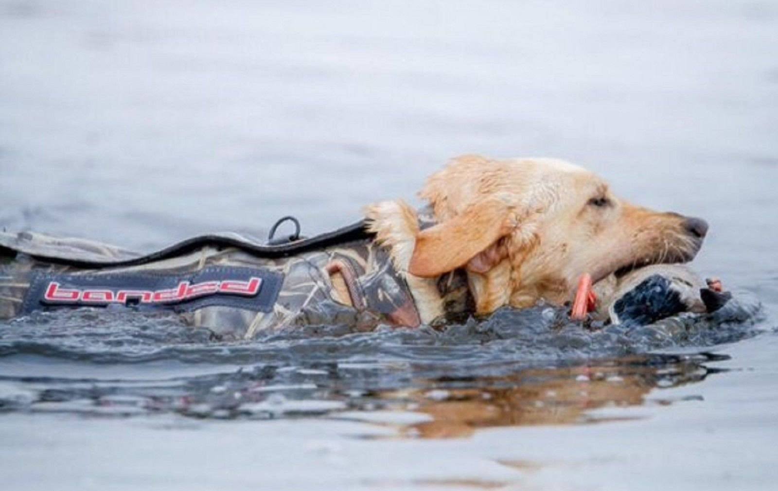 Banded 5mm Dog Parka, Realtree Max 5