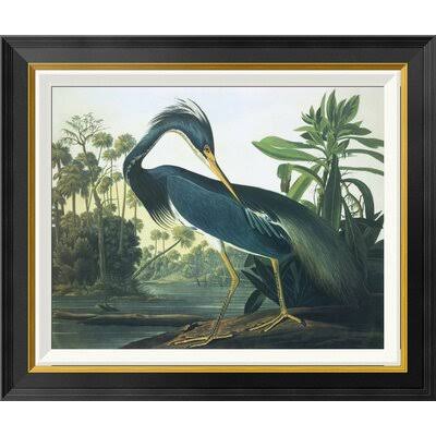 Global Gallery &Louisiana Heron& by John James Audubon Framed Wall Art