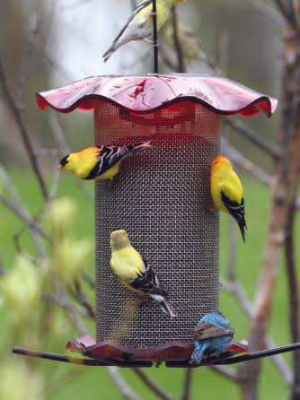 Birds Choice 3.Qt Nyjer Feeder, Red
