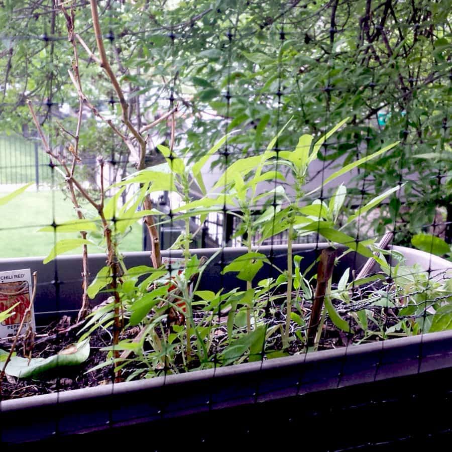 Bird-X NET-STR-100 Bird Repellent Netting, 14 ft x 100 ft.