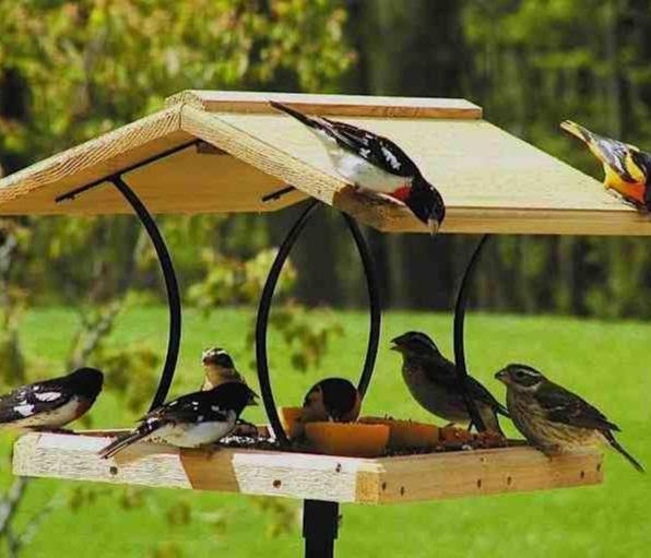 Birds Choice Natural Cedar Fly Thru Bird Feeder