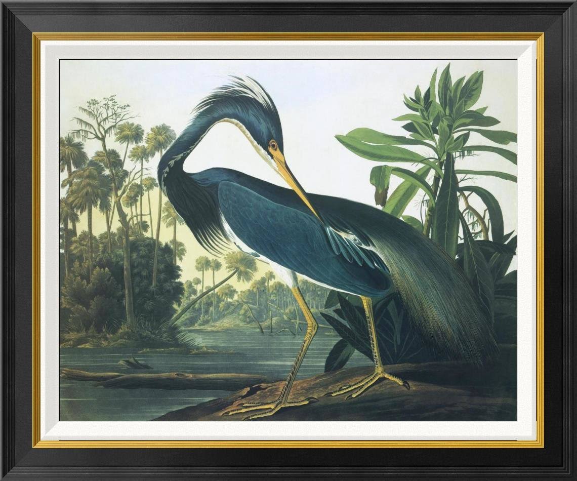 Global Gallery &Louisiana Heron& by John James Audubon Framed Wall Art Size: 26x22 H x 30x22 W x 1.5x22 D