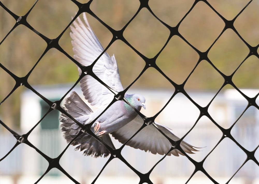 Bird-X NET-STR-200 200 ft. x 14 ft. STRUCTURAL Bird Netting