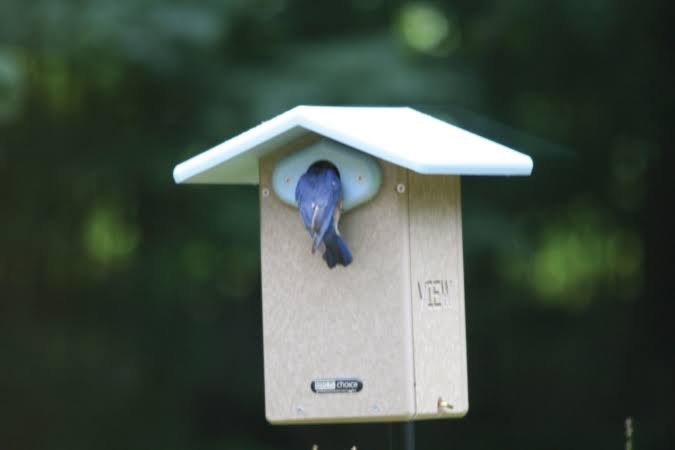 Birds Choice SNULTCAM Recycled Ultimate Bluebird House with Camera