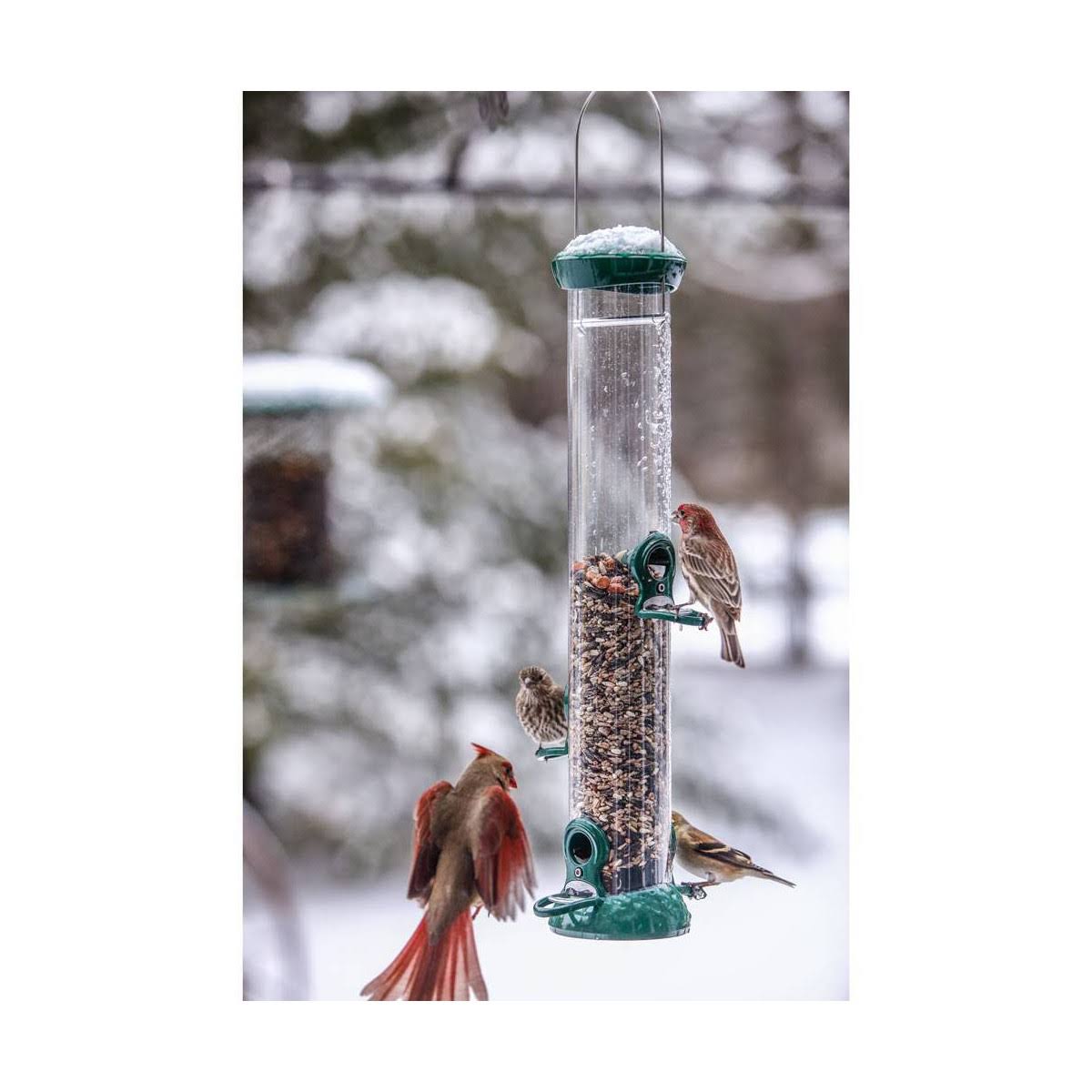 Birds Choice Clever Clean Tube Bird Feeder