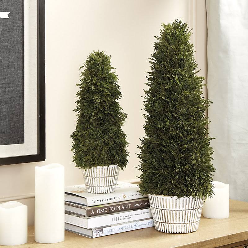 Bunny Williams Preserved Cypress Topiaries Small - Ballard Designs