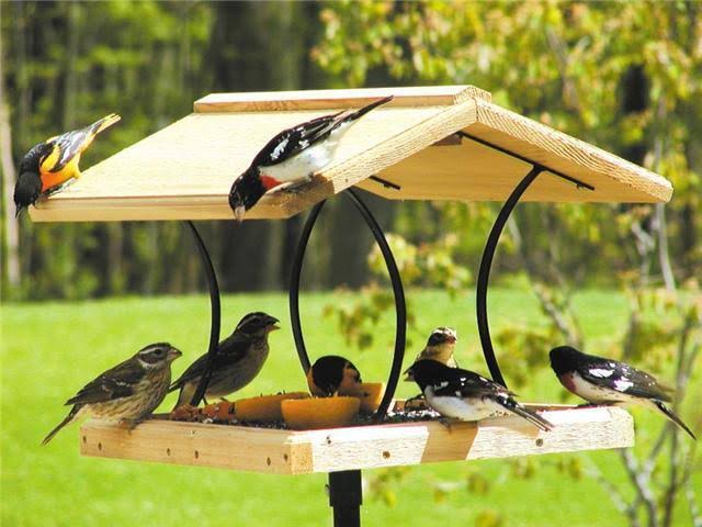 Birds Choice Natural Cedar Fly Thru Bird Feeder