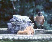 Birds Choice Layered Waterfall