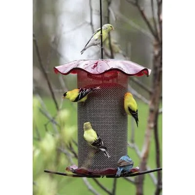 Birds Choice 3 Qt. Forever Nyjer Feeder