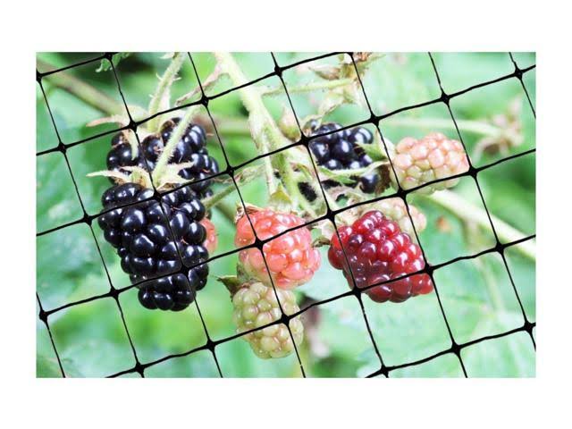 Bird-X NET-STD-100-14 Standard Bird Net, 100 x 14 ft