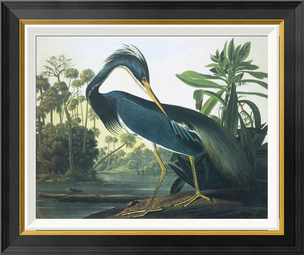 Global Gallery &Louisiana Heron& by John James Audubon Framed Wall Art Size: 22x22 H x 26x22 W x 1.5x22 D