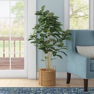 Darby Home Co Rubber Foliage Tree in Pot - Size: 60x22 H x 34x22 W x 34x22 D